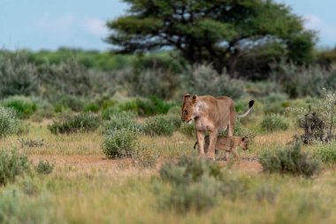 a young wild giraffe and her calf in the desert of the african savanna