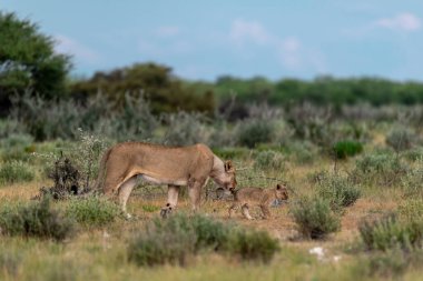 wild lions in the wild in the etosha