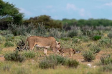 Vahşi Afrika aslanı bozkırda