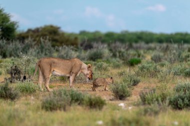 a young wild lion with a calf in the desert of etosha national park in namibia.