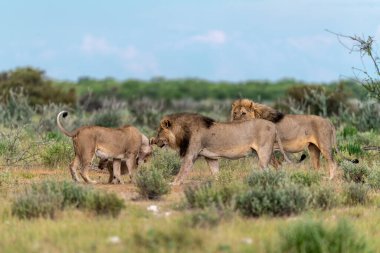 a beautiful shot of a lion in the etosha national park in namibia