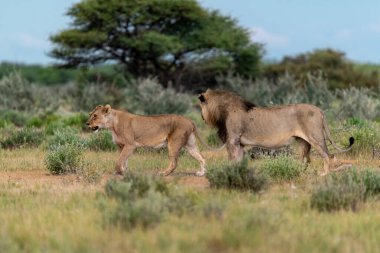 wild lions in the savanna