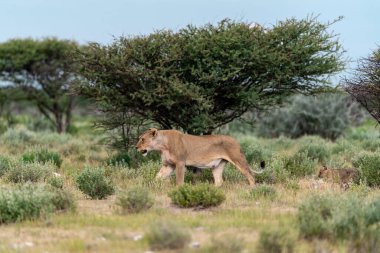 lion walking in the grass in the savannah