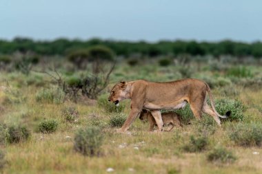 Savannah Kenya aslan