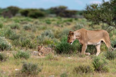Etoşa 'daki aslan ailesi.