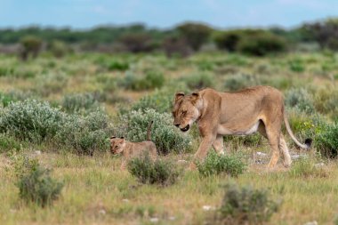 a female and female lion walking in the savannah
