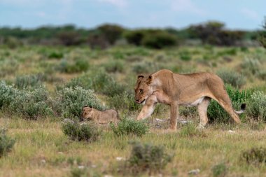 Aslan yavrusu ve dişi aslan çimenlerde.