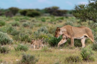 wild african lion cub walking in the dry grass
