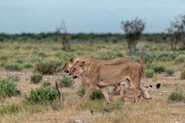 young female lion cub with her mother in the kruger national park, south africa.