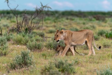 a male and female lion cub in the desert