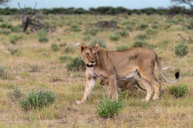 female lion with cub on grass