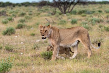 Aslan yavrusu çimenlerde yürüyor.