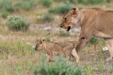 Aslan yavrusu ve aslan yavrusu.