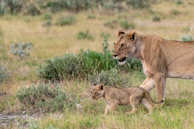 Savanadaki genç aslanlar