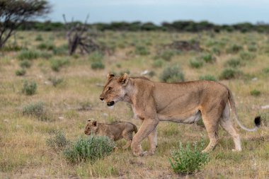 wild lions in savannah in namibia