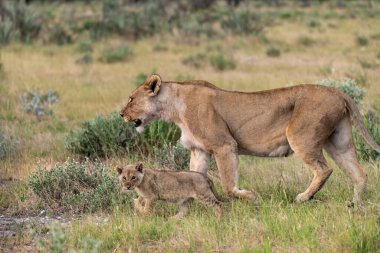 Savanadaki genç aslanlar