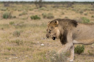 Güney Afrika 'daki Kruger Ulusal Parkı' nda aslan var.