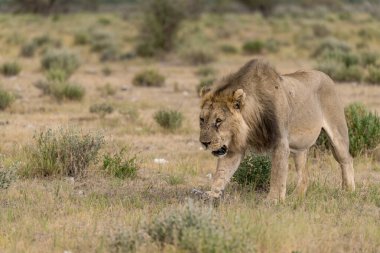 a male lion in the etosha safari, namibia