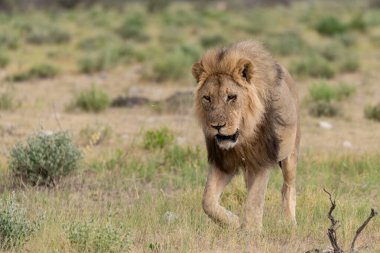 wild lion walking in national park of kenya