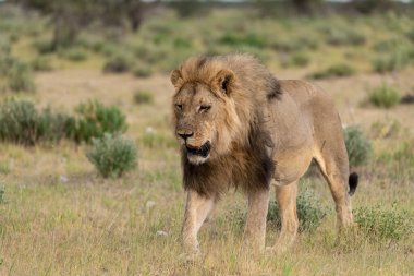 Kenya savanındaki aslan