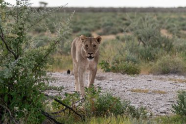 a beautiful lion in the etosha national park in namibia