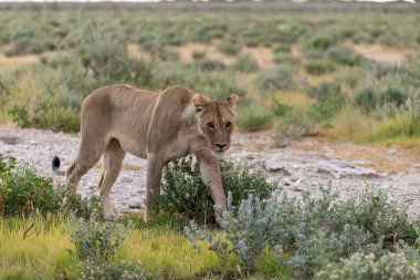Çölde yürüyen bir aslan