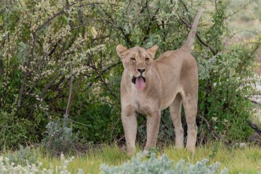Namibya 'da Etoşa' da bir aslan.