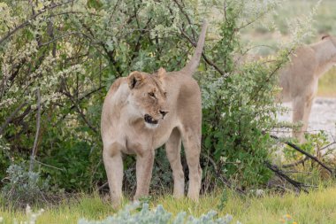 Etoşa parkında aslan, namibya