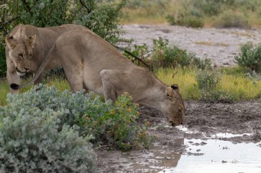 wild african lions in etosha national park, namibia