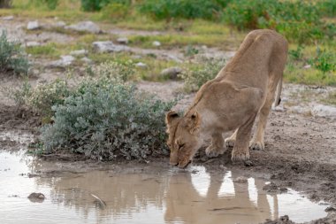 young lion drinking from water