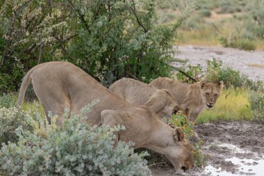 a herd of lions in the savannah in namibia africa