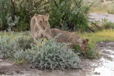 Aslan Kruger National park