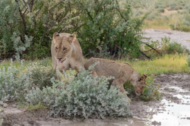young lion in the savannah of africa