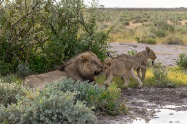 a group of lions in etosha national park namibia africa