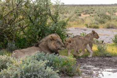 a male lion and female male in the etosha national park, namibia.
