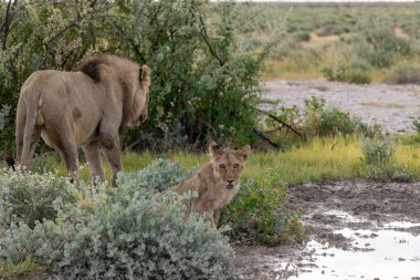 Savanadaki vahşi aslanlar