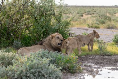 Vahşi aslan savanada yürüyor.