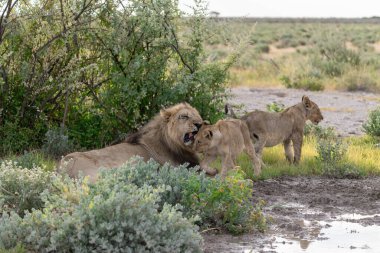 lions and lion walking in the savannah