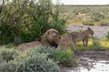Savanada bir çift vahşi aslan.