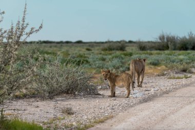 Etoşa namibya aslanı