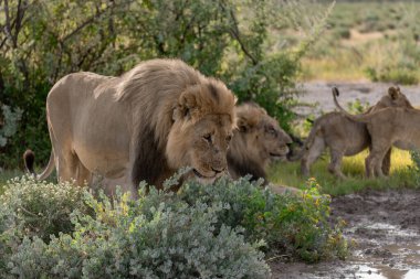 Afrika savanındaki aslan.