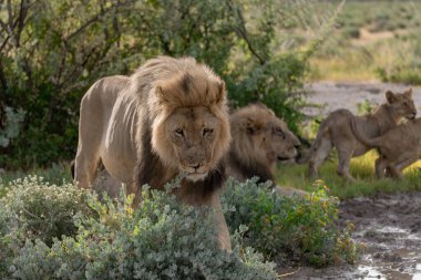 Kenya savanındaki aslan