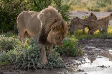 lion drinking in kruger national park, south africa