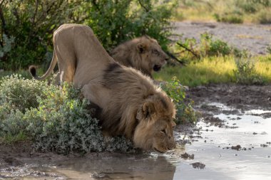 Aslan sudan su içiyor.