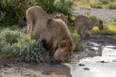 lion drinking from the waterhole in etosha national park in namibia