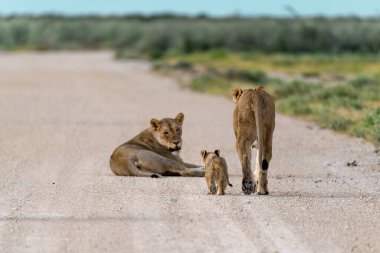 lion family walking in the road, namibia africa
