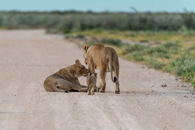 a female lion and her young lion