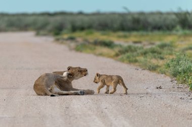 Aslanlar Savannah bir çift
