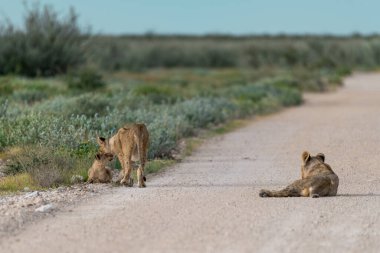 a pair of lions walking on road