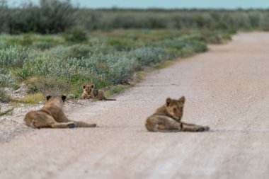 lion cub with a mother on the road in etosha national park, namibia.